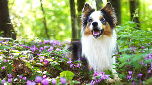 一隻快樂的澳洲牧羊犬在森林中被紫色花朵包圍。
