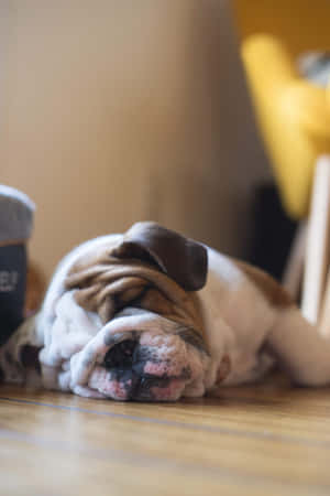 一隻在室內木地板上安詳睡覺的鬥牛犬。