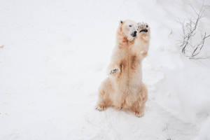 北極熊在雪地中用後腿站立