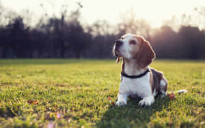 比格犬躺在公園草地上，日落時分 — 金毛尋回犬 BB GIF 壁紙