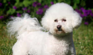 毛茸茸的白色比熊犬站在草地上，後面有紫色花朵。