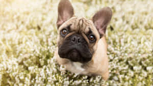 一隻法國鬥牛犬坐在白色花田中抬頭仰望。