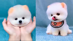 兩隻毛茸茸的白色比熊犬幼犬，一隻被捧在手中，另一隻戴著心形圍兜。