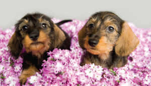 兩隻臘腸犬幼犬依偎在粉紅色和白色的花朵中