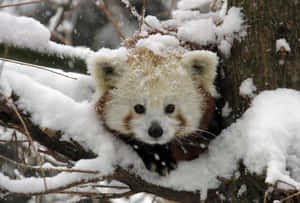 小熊貓從積雪樹枝上探頭