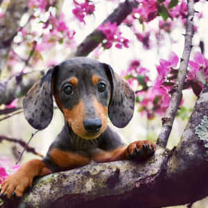 一隻臘腸犬幼犬棲息在樹枝上，背景是粉紅色的花朵。