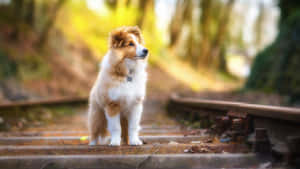 一隻毛茸茸的狗坐在秋天森林中的火車軌道上。 — 狗 壁紙