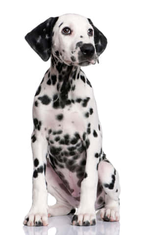 一隻年輕嘅斑點狗幼犬坐喺反光嘅白色表面上。