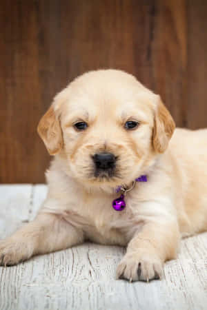 毛茸茸的金毛尋回犬幼犬戴著紫色鈴鐺項圈，在白色木地板上。