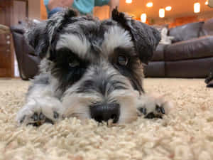 一隻黑白相間的雪納瑞幼犬躺在米色地毯上望著鏡頭。 — 金毛尋回犬 BB GIF 壁紙