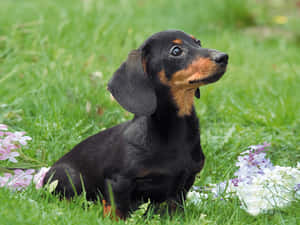 黑褐色臘腸犬幼犬坐在草地上與花朵