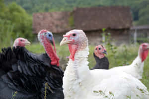 白色和黑色火雞帶有紅色肉垂，站在草地田野中，靠近一座石頭建築。 — 可愛 壁紙