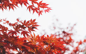 鮮豔的紅色楓葉在秋天，以柔和的白色天空為背景。