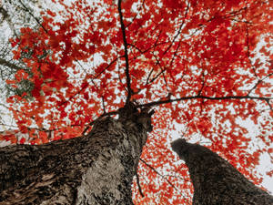 兩棵樹幹框住了鮮紅色秋葉組成的樹冠，映襯著蒼白的天空。 — 樹 壁紙