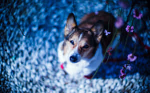一隻哥基犬在藍光下透過粉紅花朵向上望。
