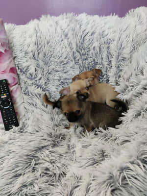 三隻芝娃娃幼犬喺遙控器旁邊嘅 fluffy 毛氈上挨埋一齊瞓覺。