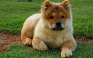 毛茸茸的金色鬆獅犬幼犬在綠色草地上休息，看著觀看者 — 小狗 壁紙