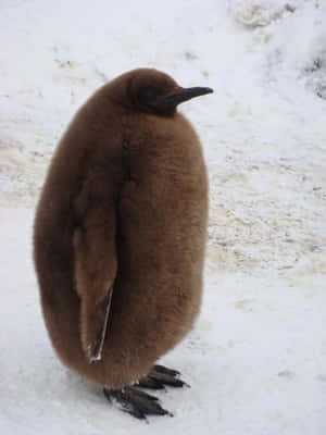 一隻年輕的棕色企鵝寶寶站在雪中 — 鳥 壁紙