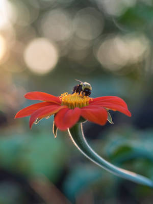 大黃蜂喺紅色百日菊上，背景模糊綠色