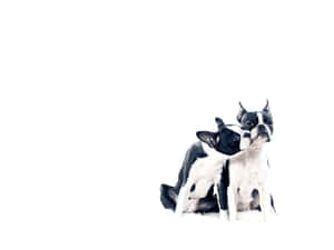 兩隻波士頓㹴犬在白色表面上依偎在一起。