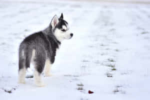 一隻年輕的哈士奇幼犬站在雪地裡。