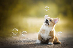 一隻哥基幼犬坐在泥土上，看著肥皂泡在金色光線中飄過。