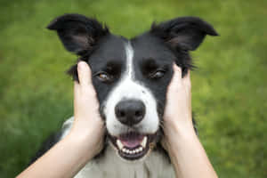 在草地上，一個人捧著一隻快樂的邊境牧羊犬的臉頰。 — 黑白 壁紙