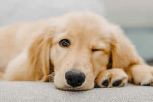 一隻金毛尋回犬幼犬在灰色紋理表面上閉著一隻眼睛休息。 — 小狗 壁紙