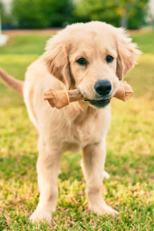 一隻金毛尋回犬幼犬在草地上叼著一個咀嚼玩具。