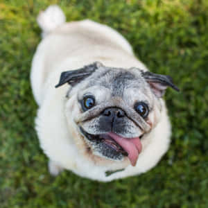 一隻伸出舌頭從草地抬頭仰望的八哥犬