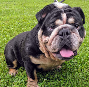 一隻黑褐色鬥牛犬幼犬坐在綠草地上，伸出舌頭。