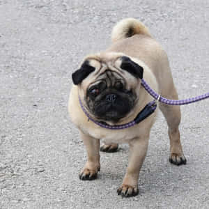 一隻八哥犬用紫色狗帶企喺碎石上。