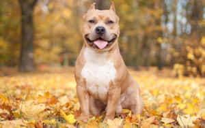 一隻微笑的比特犬坐在一堆金色秋葉中。 — 狗 壁紙