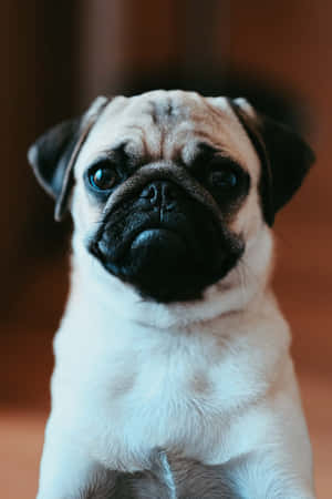 一隻巴哥犬幼犬，臉上佈滿皺紋，藍色眼睛看著鏡頭。