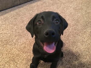 黑色拉布拉多幼犬坐在地毯上伸出舌頭抬頭看