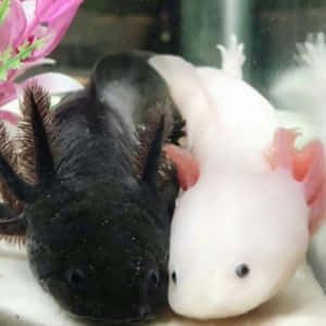 兩隻蠑螈，一黑一白，一齊喺水族箱入面休息，旁邊有粉紅色嘅花。