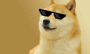 柴犬戴著像素化太陽眼鏡，表情得意。