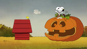 史努比和胡士托在田野中的南瓜和狗屋上慶祝萬聖節。