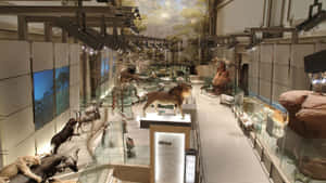 博物館展覽，玻璃展櫃中展示著獅子和羚羊等非洲動物標本。