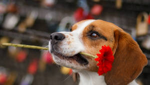 比格犬在愛情鎖附近嘴裡叼著紅花