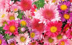 一束色彩繽紛的粉紅色、紫色和黃色雛菊，搭配綠葉。 — 粉紅花朵 壁紙