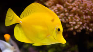 一條明亮的黃色黃高鰭刺尾魚在水下靠近粉紅色珊瑚游動。