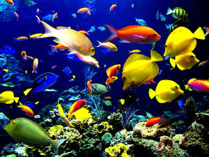 在深藍色海洋中，色彩繽紛的熱帶魚在珊瑚礁之間游動。 — 魚 壁紙