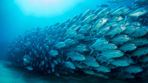 一大群銀色魚在藍色海洋中水下游泳。