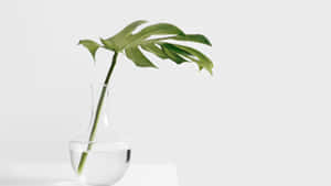 一片龜背竹葉在玻璃花瓶裡，連水放在白色表面上。 — 植物 壁紙