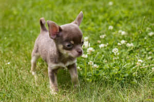 一隻細小灰色芝娃娃幼犬站在長滿白三葉草花的草地上。 — 小狗 壁紙