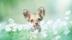 一隻細小的芝娃娃狗在綠色田野中穿過白色花朵探頭。 — 金毛尋回犬 BB GIF 壁紙