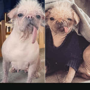 兩隻無毛八哥犬，一隻著冷衫喺氈下面，兩隻都伸脷