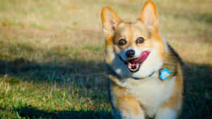 一隻快樂的哥基犬在陽光明媚的草地上奔跑。