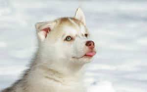 毛茸茸的哈士奇幼犬藍眼睛在雪中伸舌頭